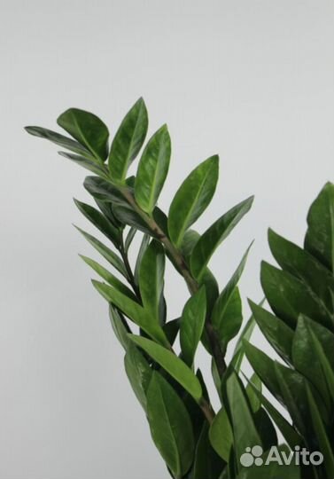 Замиокулькас замбифолиа