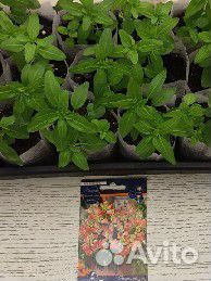 Продается рассада