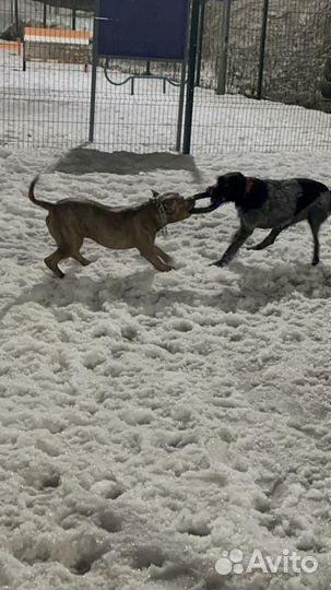 Амстафф вязка