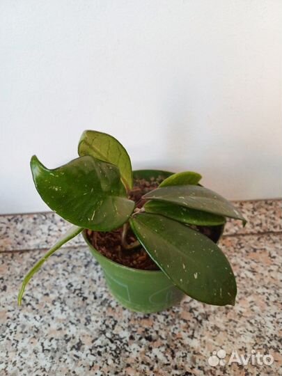 Хойя карноза триколор