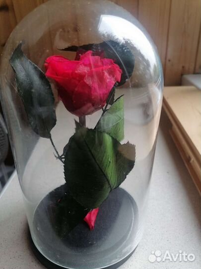 Роза в колбе