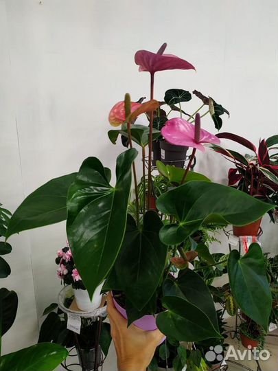 Антуриум Андреанум Кавалли 14/50