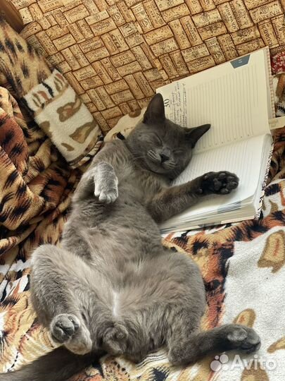 Потерялся кот