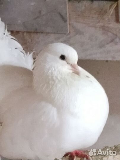 Птицы голуби