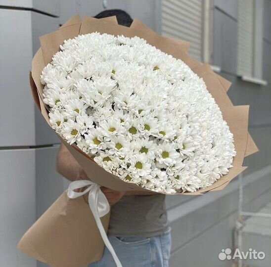 Хризантемы 101шт