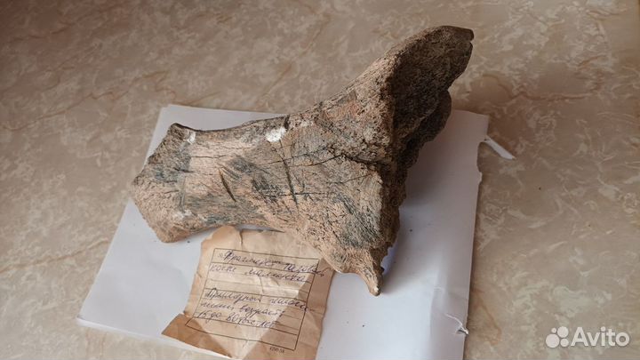 Тазовая кость мамонта