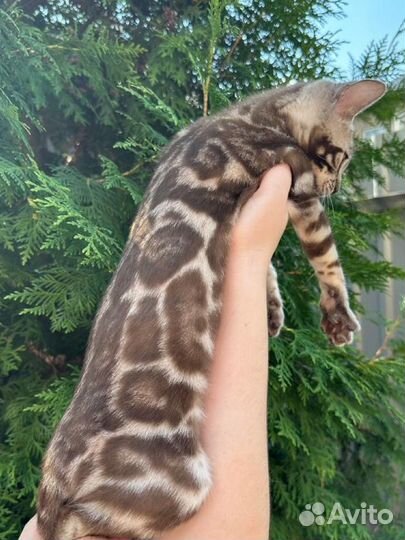 Бенгальская кошечка сепия