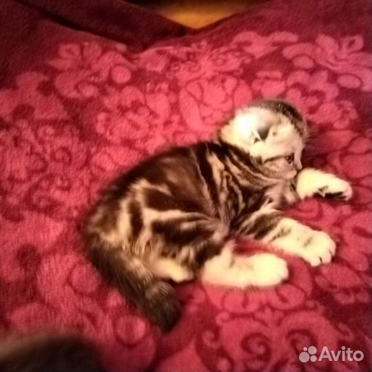 Британские вислоухие котята