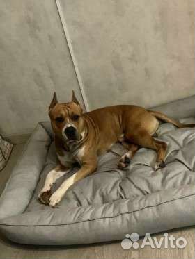 Лежанка для собаки и кошки + игрушка в подарок