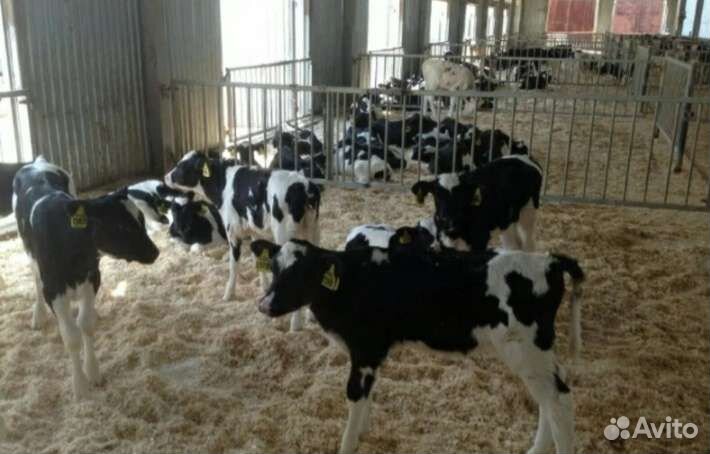 Телята бычки