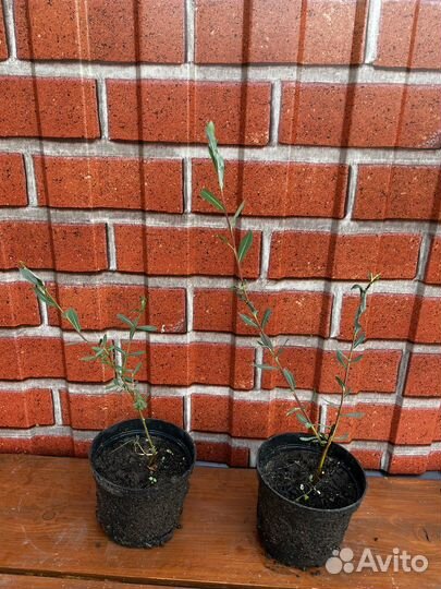 Ива пурпурная нана