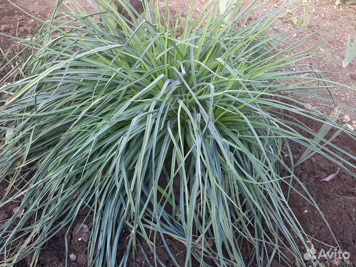 Книфофия для сада