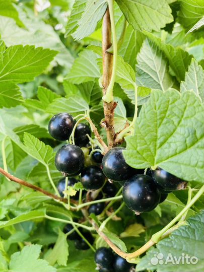 Черная смородина