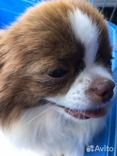 Собака чихуахуа