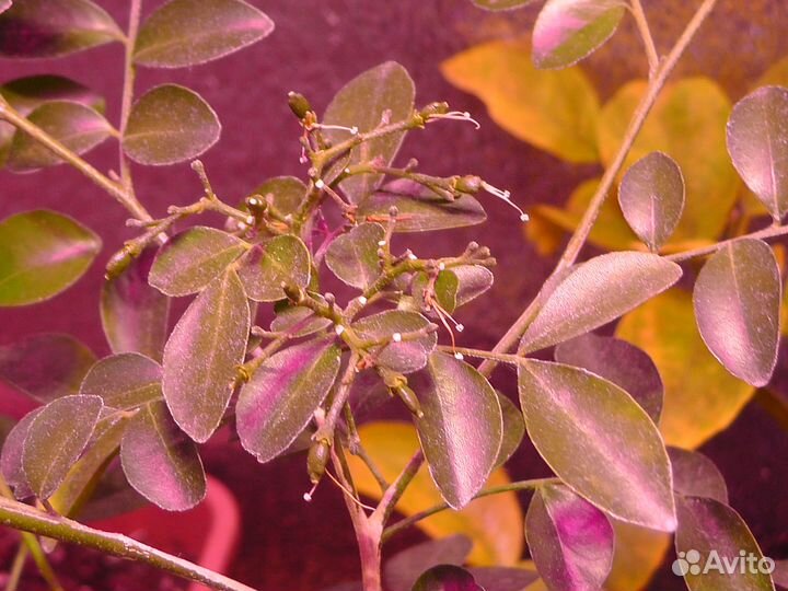 Муррайя взрослая