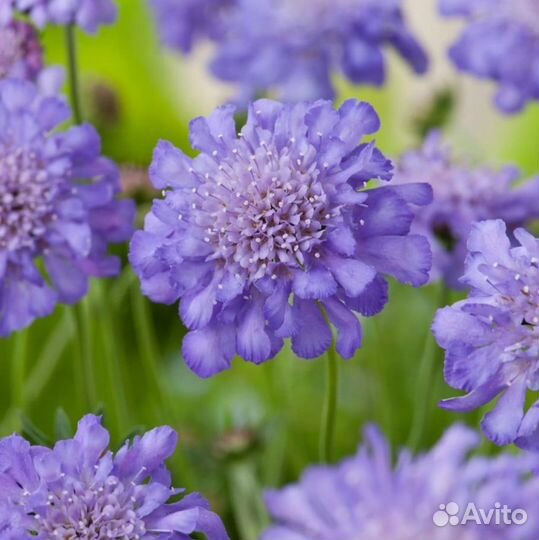 Продаем рассаду скабиозы