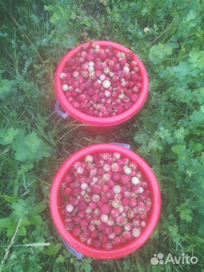 Лесная ягода