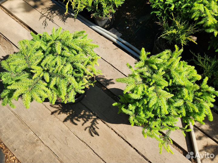 Ель обыкновенная нидиформис