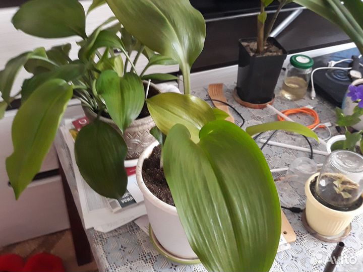 Саженцы,эухарис и китайская роза