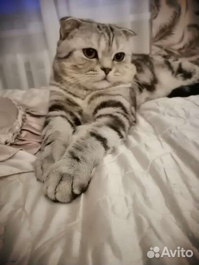 Шотландскиий кот, вязка