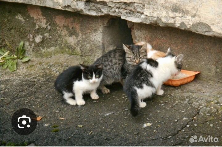 Кошки из Курска, спасите