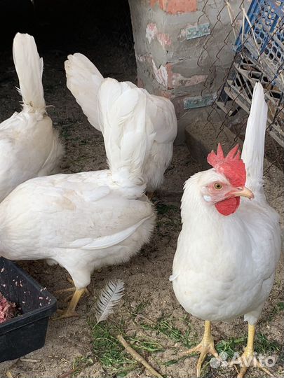 Инкуб.яйцо, суточные цыплята