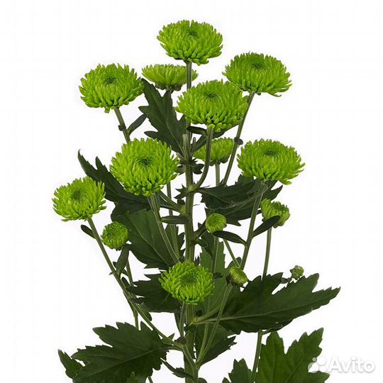 Хризантема Rhythm