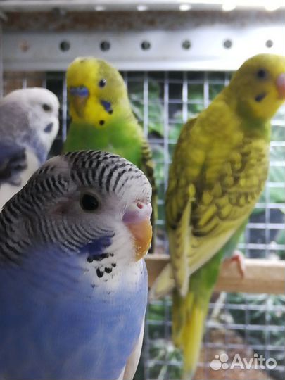 Волнистый попугай птенцы, клетка