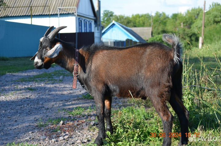 Козел на вязку