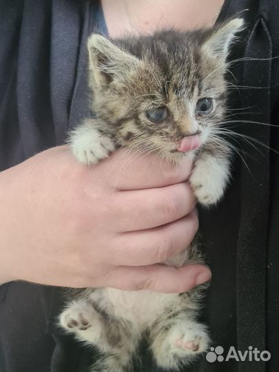 Котёнок - тигрёнок