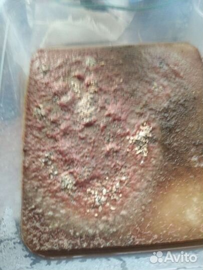 Трубочник изя