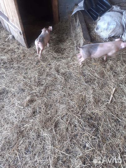 Поросенок ландрас