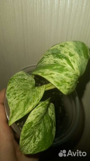 Сциндапсус марбл квин