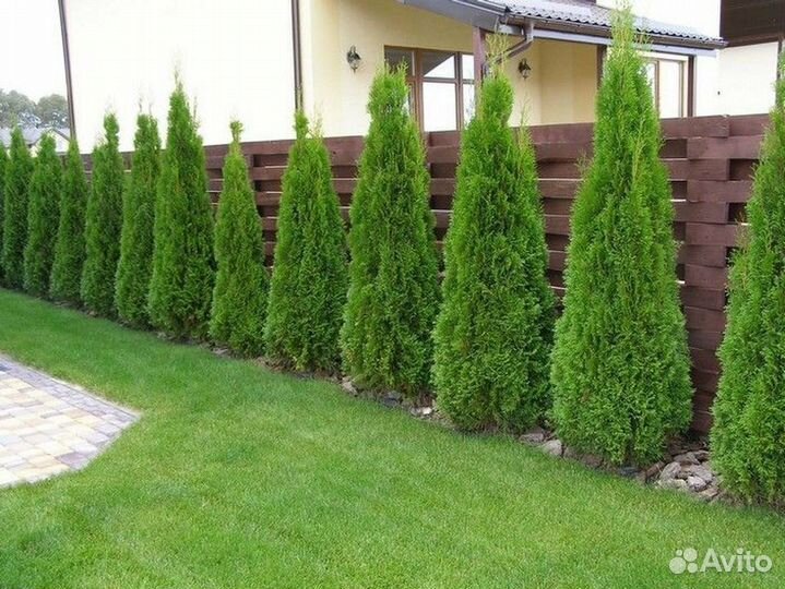 Туи оптом и розницу