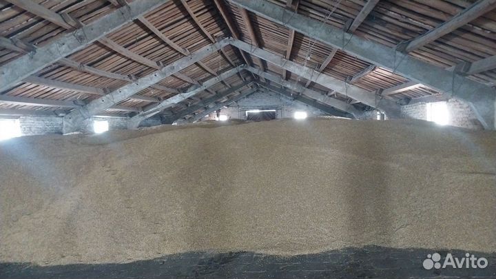 Услуги отбора проб зерна