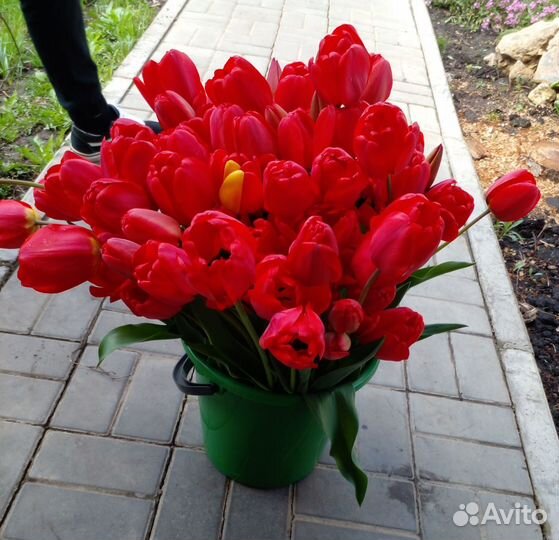 Тюльпаны