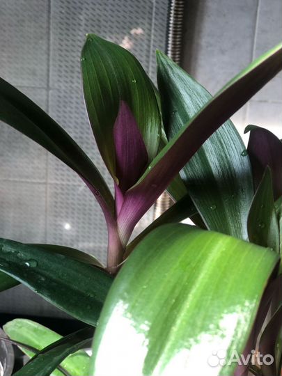 Традесканция рео