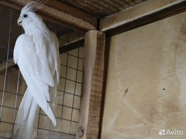 Попугай корелла Альбино