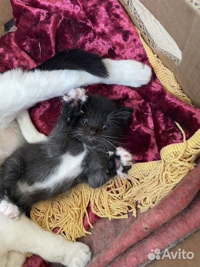 Домашние животные