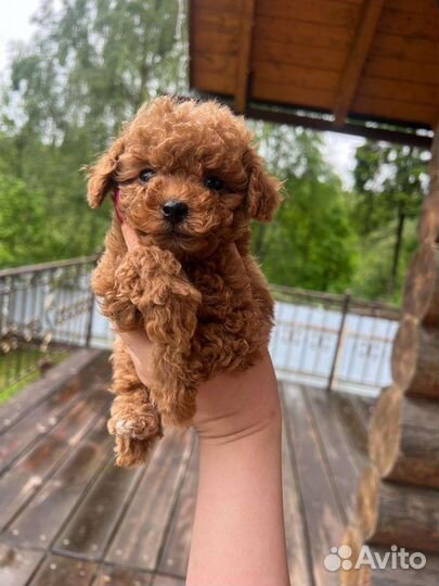 Мальтипу щенки мини и стандарт