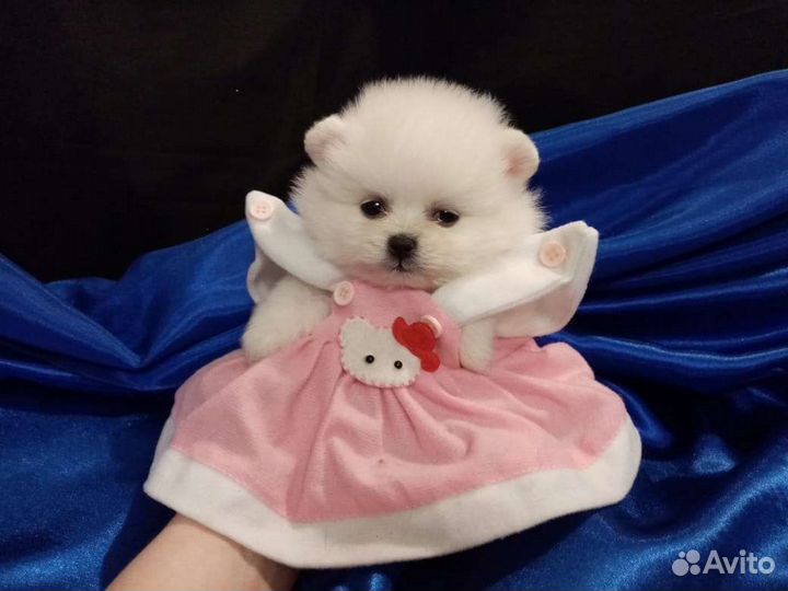 Шпицы померанцы белые, крем, черные и др