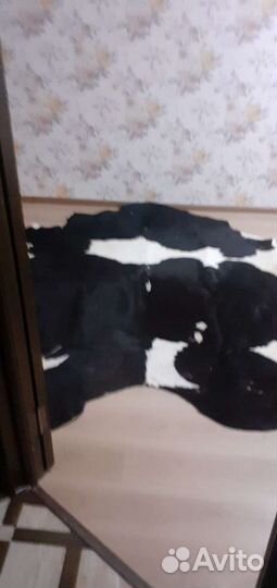 Шкура коровья кожа