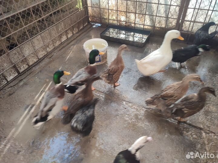 Утки индийский бегунок и индо утки