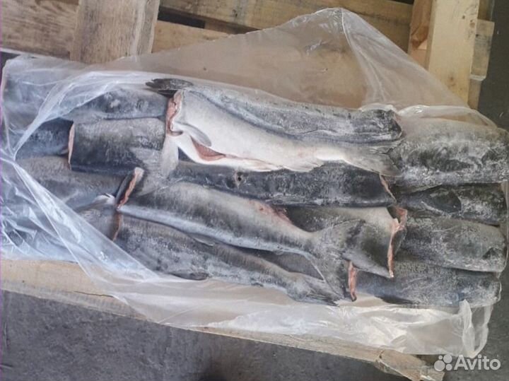 Форель килька обрезь лосося скумбрия горбуша опт