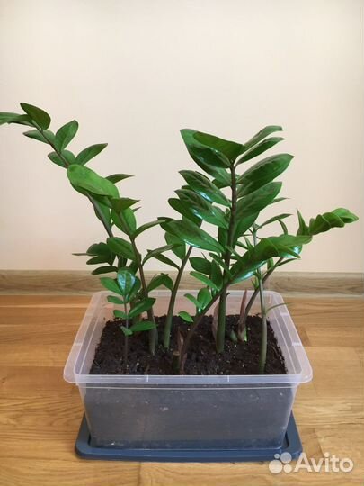 Замиокулькас, с тарой