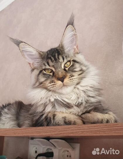 Котята Мейн-кун