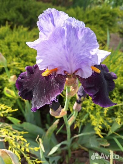 Ирисы бородатые