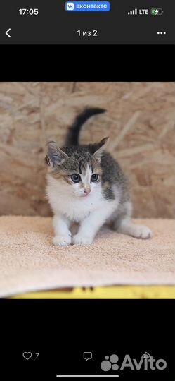 Котенок в добрые руки