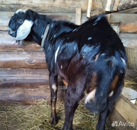 Нубийский козел