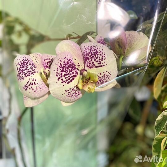 Орхидеи эксклюзивные